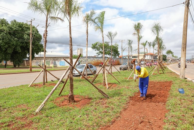 Plantio de 1.850 mudas renova a paisagem da Hélio Prates, em Taguatinga