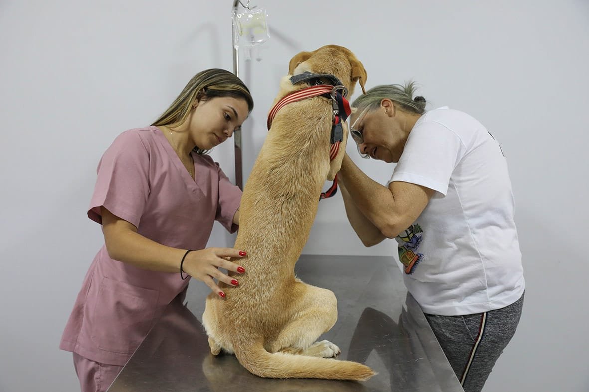 Mais de 320 mil animais tiveram atendimento gratuito no Serviço Veterinário Público do DF em 2024