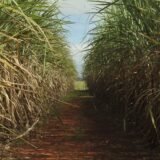 Conselho eleva limite de remuneração do Eco Invest Brasil