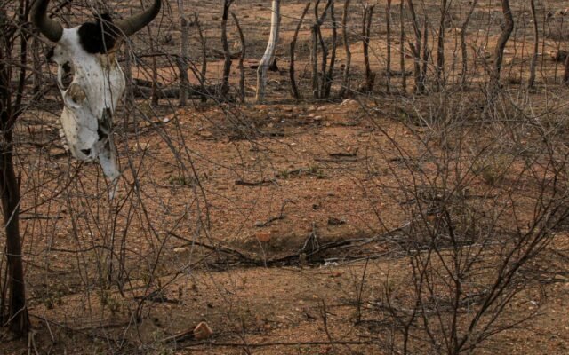 Estiagem: Defesa Civil reconhece emergência em cidades do Nordeste