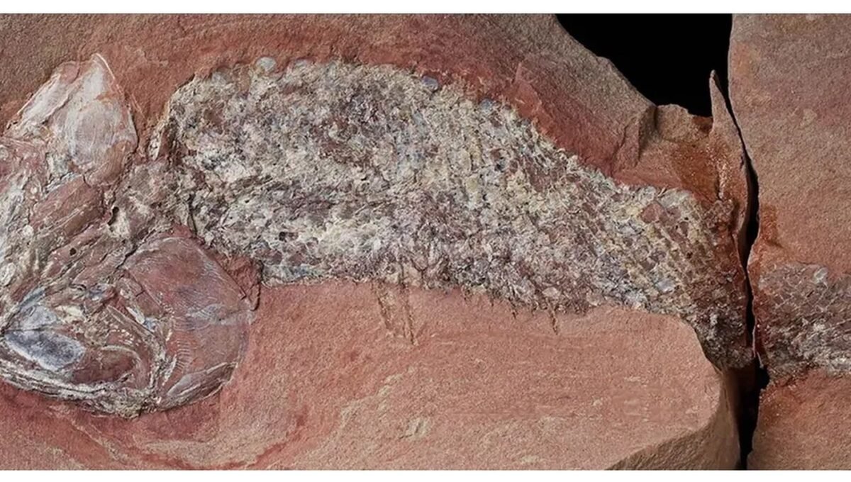Estudo mostra fóssil de peixe pré-histórico encontrado em Mato Grosso
