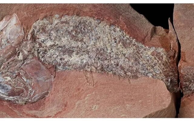 Estudo mostra fóssil de peixe pré-histórico encontrado em Mato Grosso