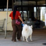 Participe da campanha de vacinação antirrábica neste sábado (22)