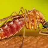 SP confirma dois casos de febre do Nilo Ocidental  