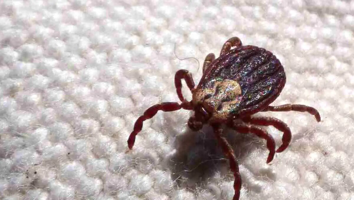 SP registra 18 mortes por febre maculosa em 19 casos confirmados