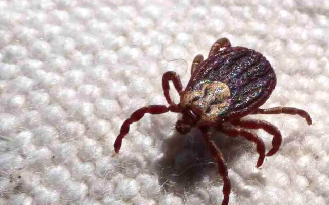 SP registra 18 mortes por febre maculosa em 19 casos confirmados