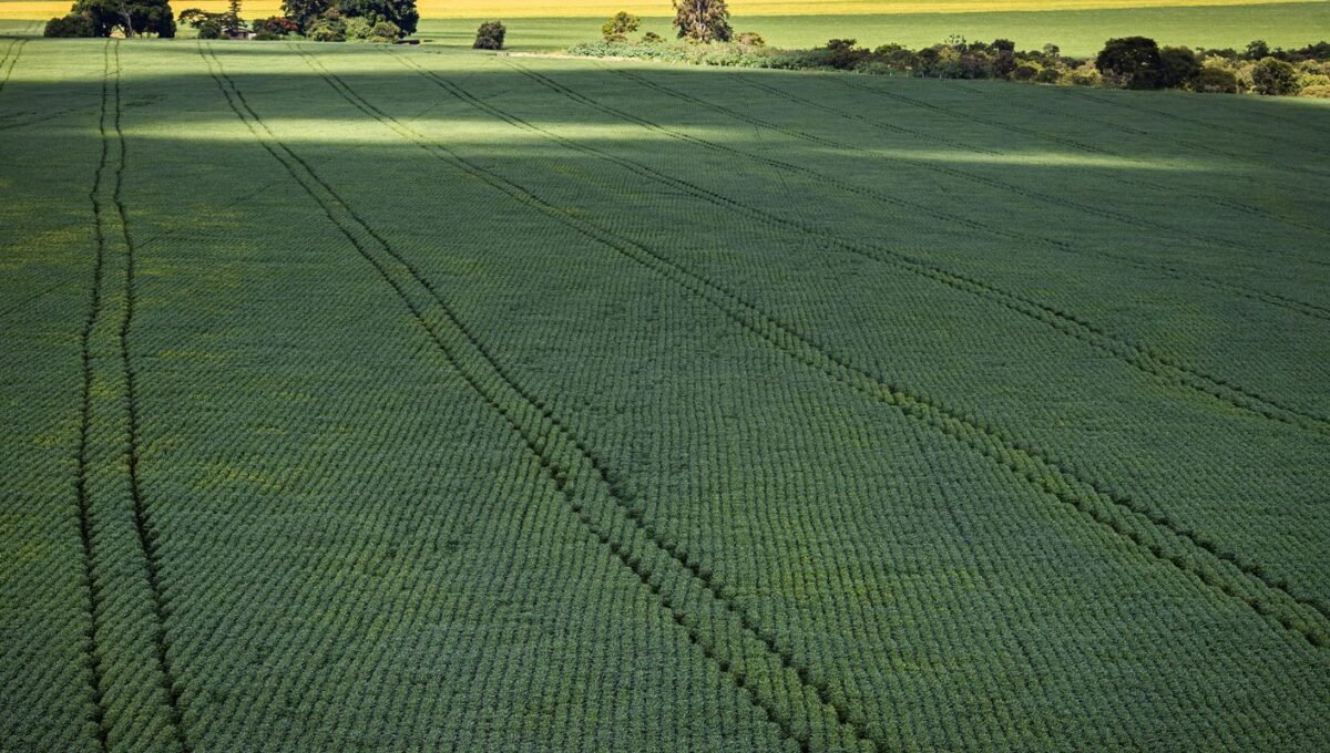 Senado aprova plano para fabricação de fertilizantes no Brasil
