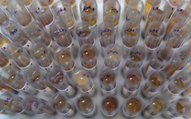 Uso de medicamento oferecido no SUS reduz casos de malária no Brasil