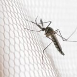 Cidades do noroeste de SP têm maior incidência de casos de dengue