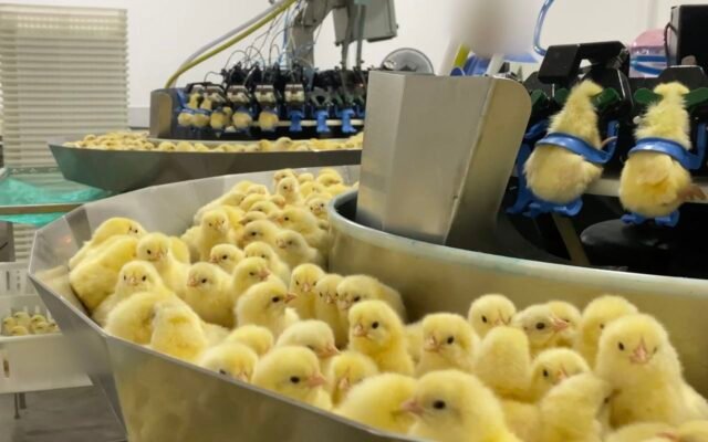 Investigação expõe trituração de pintinhos na indústria de ovos