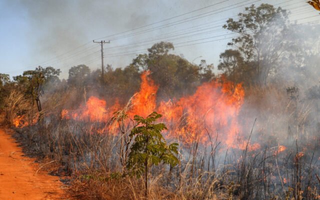 Saiba como agir caso um incêndio florestal se aproxime de residência