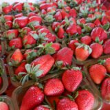 Transporte público é reforçado para a 30ª Festa do Morango, em Brazlândia