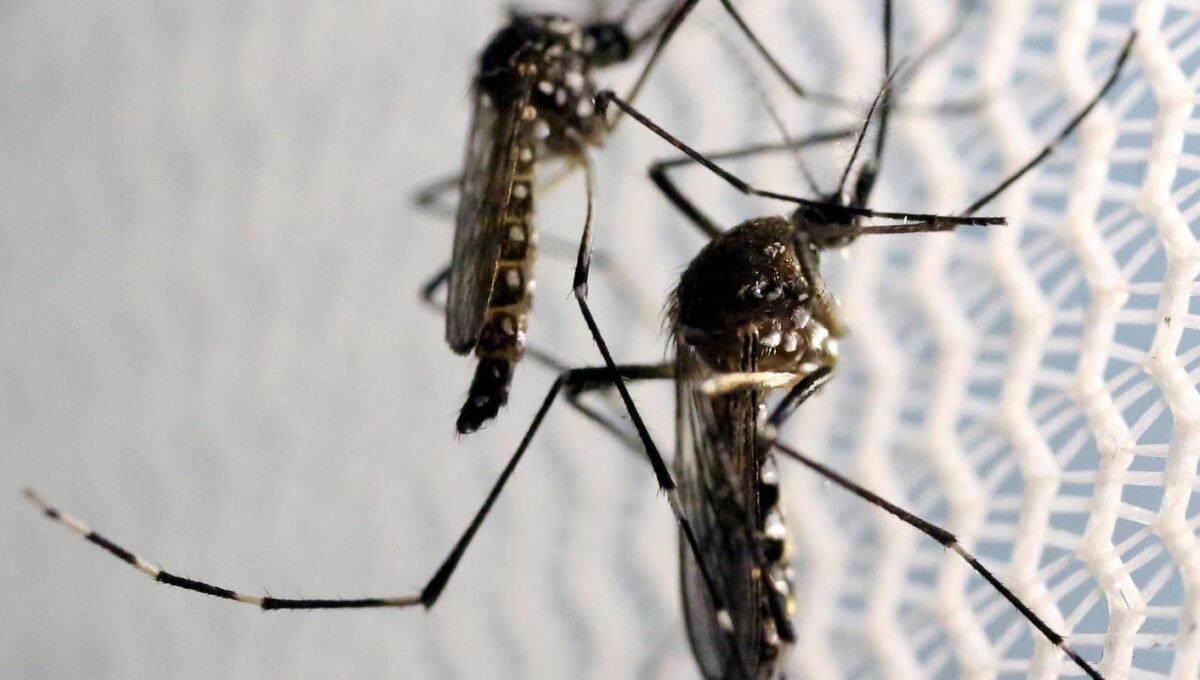 Aedes aegypti: quase metade dos municípios está em alerta ou risco