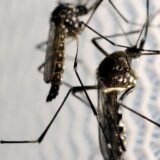 Aedes aegypti: quase metade dos municípios está em alerta ou risco