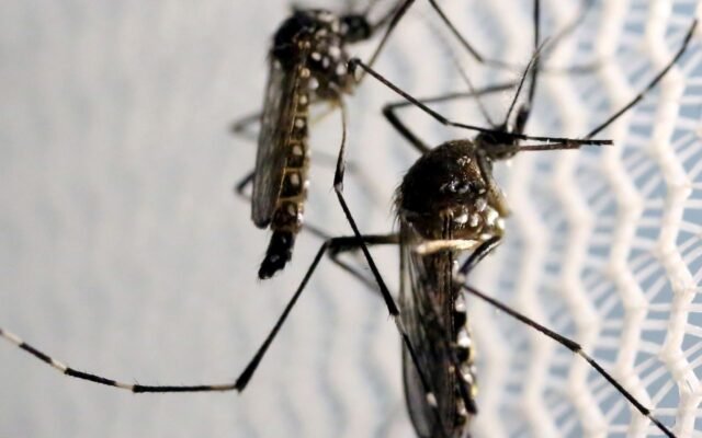 Aedes aegypti: quase metade dos municípios está em alerta ou risco