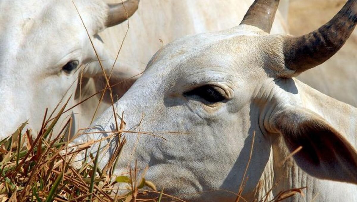 Carne brasileira vai pagar tarifa de 67% para entrar na China