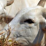 Carne brasileira vai pagar tarifa de 67% para entrar na China