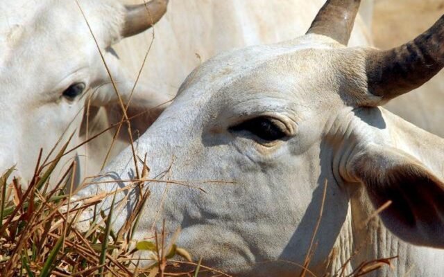 Carne brasileira vai pagar tarifa de 67% para entrar na China