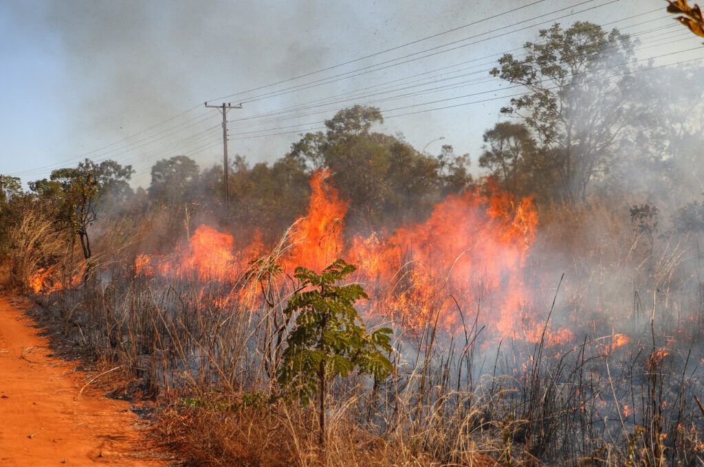 GDF proíbe uso de fogo em vegetação devido ao alto risco de incêndios florestais