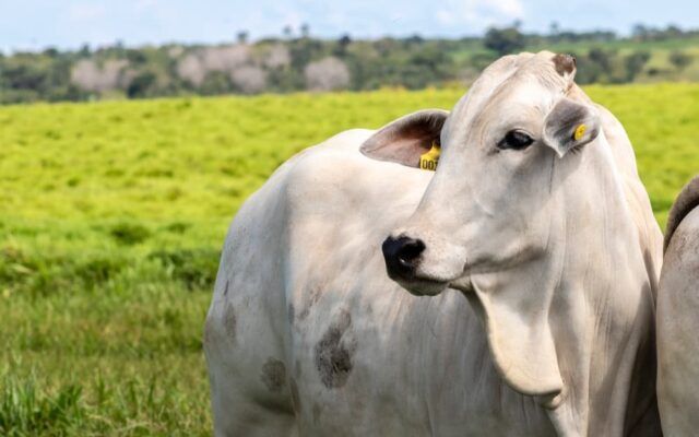 GDF reforça prazo para vacinação contra brucelose no Distrito Federal
